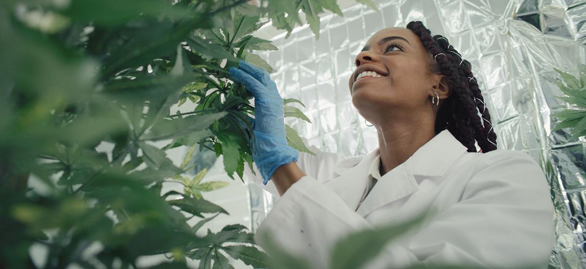 More Research on Cannabis and PTSD 